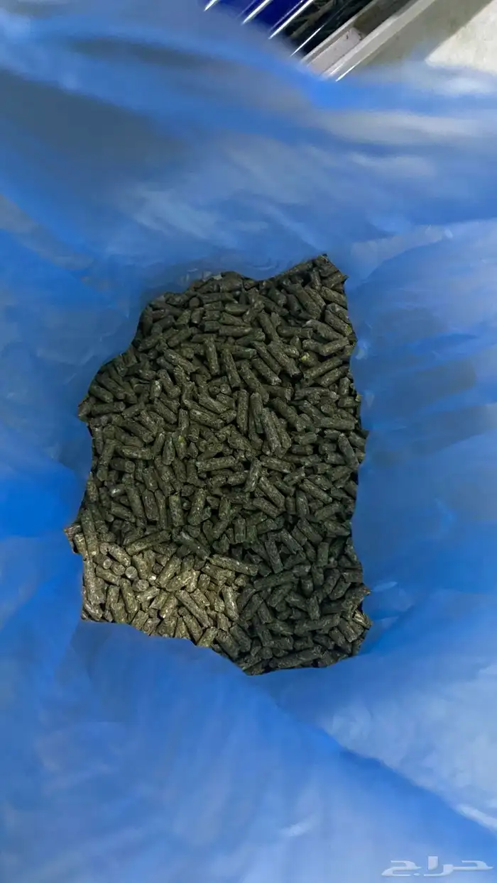 ارنب سلالة هولاند لوب 2
