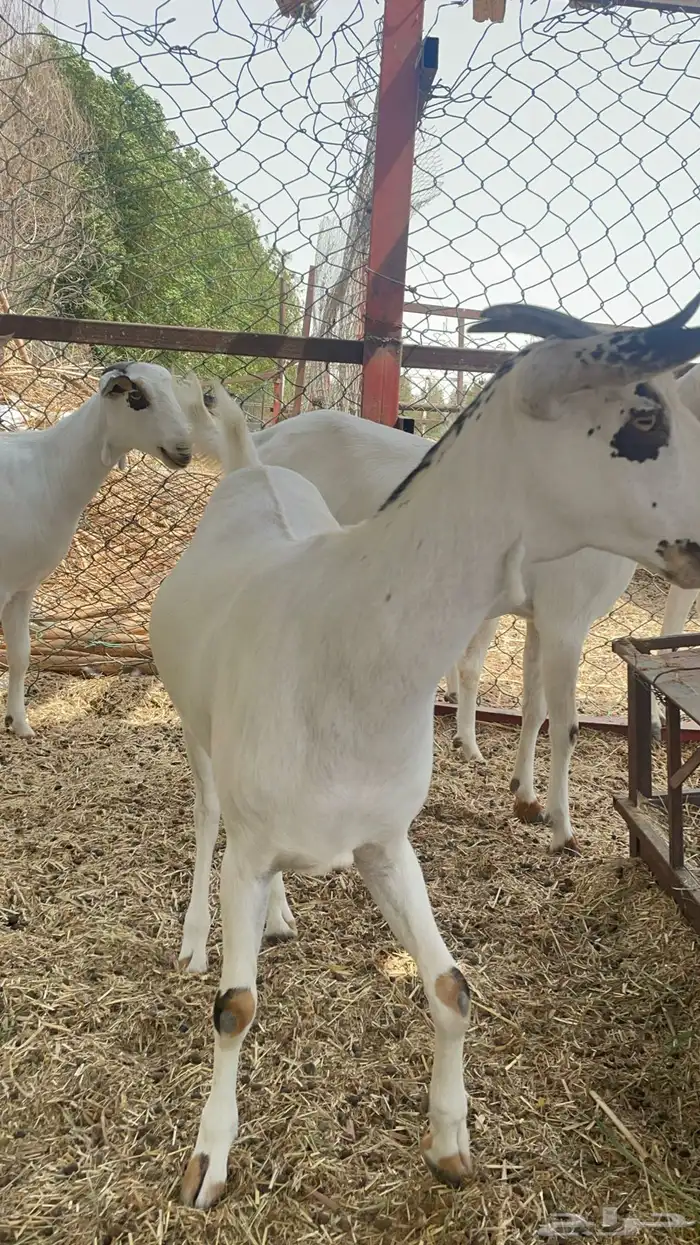 جفار بيشيات دفيع 21