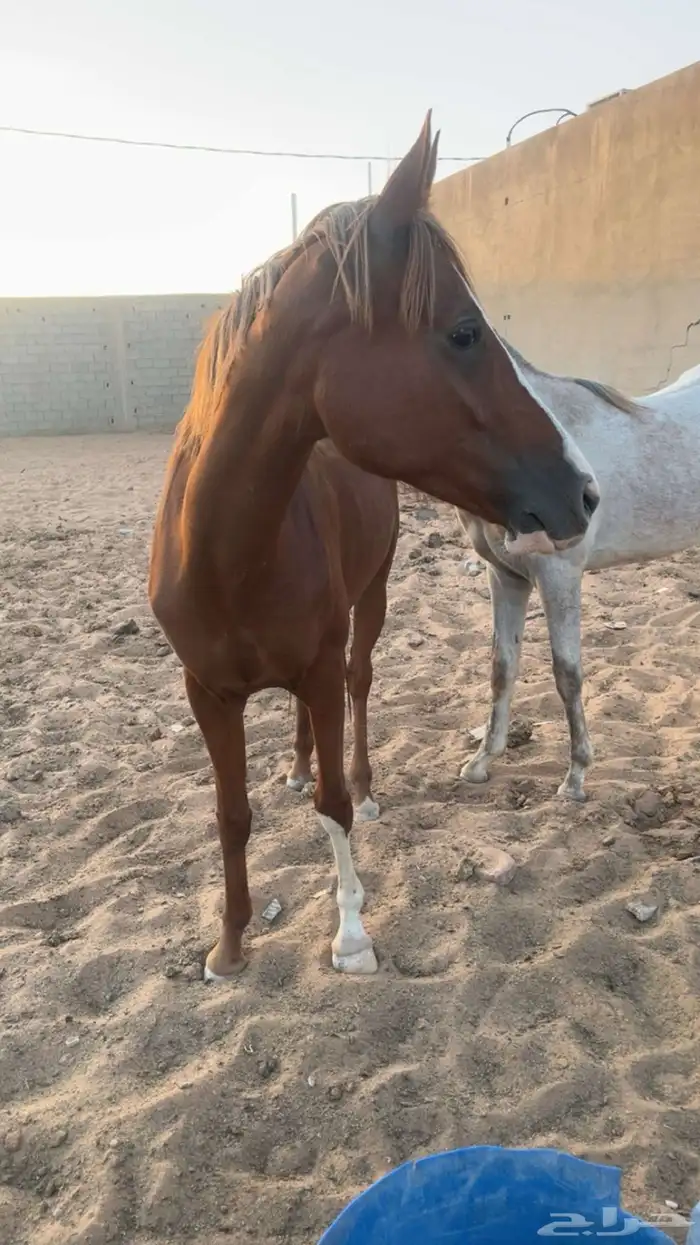خيل 7