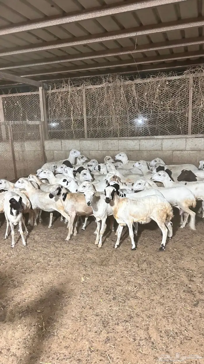 رخال رفيدي 0