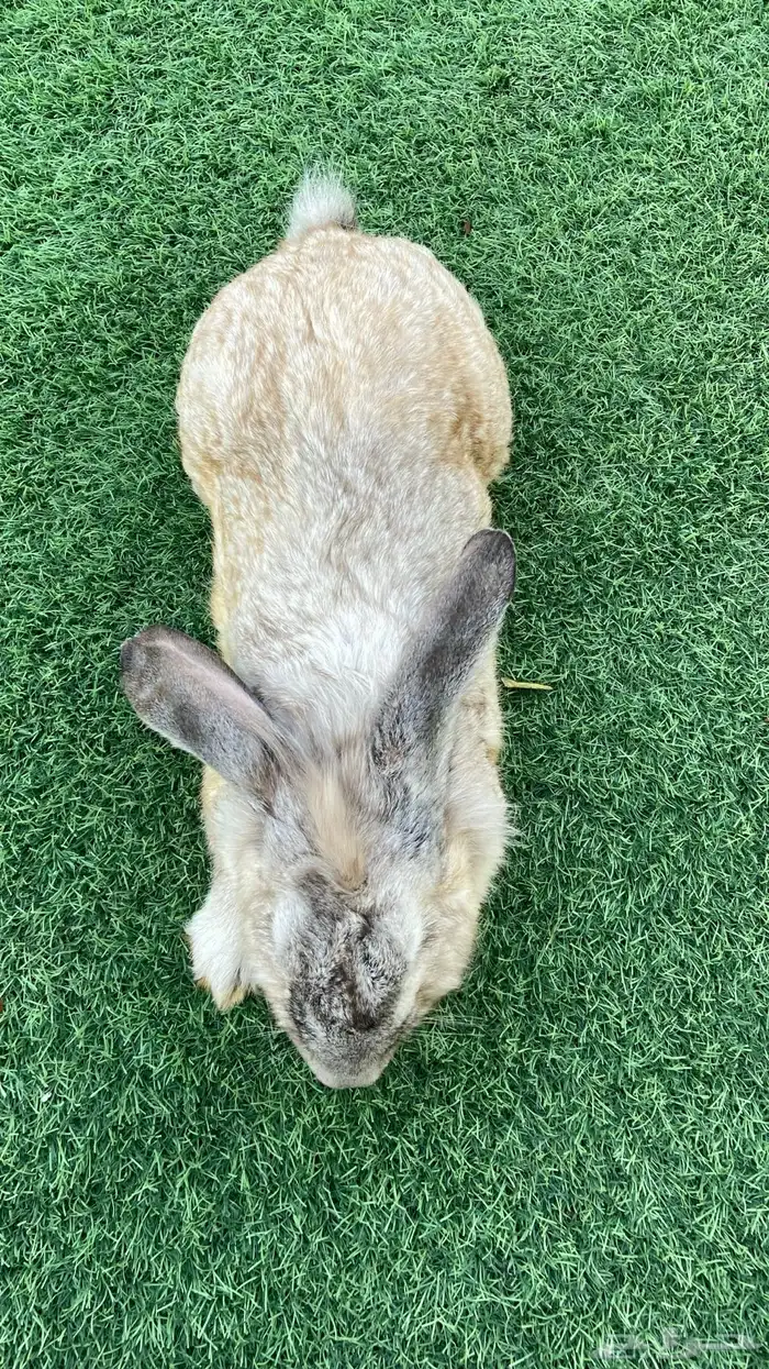 ذكر ارانب فلاندر (تم للبيع) 0