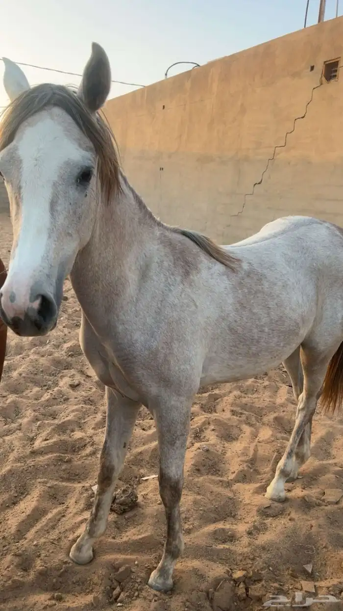 خيل 4