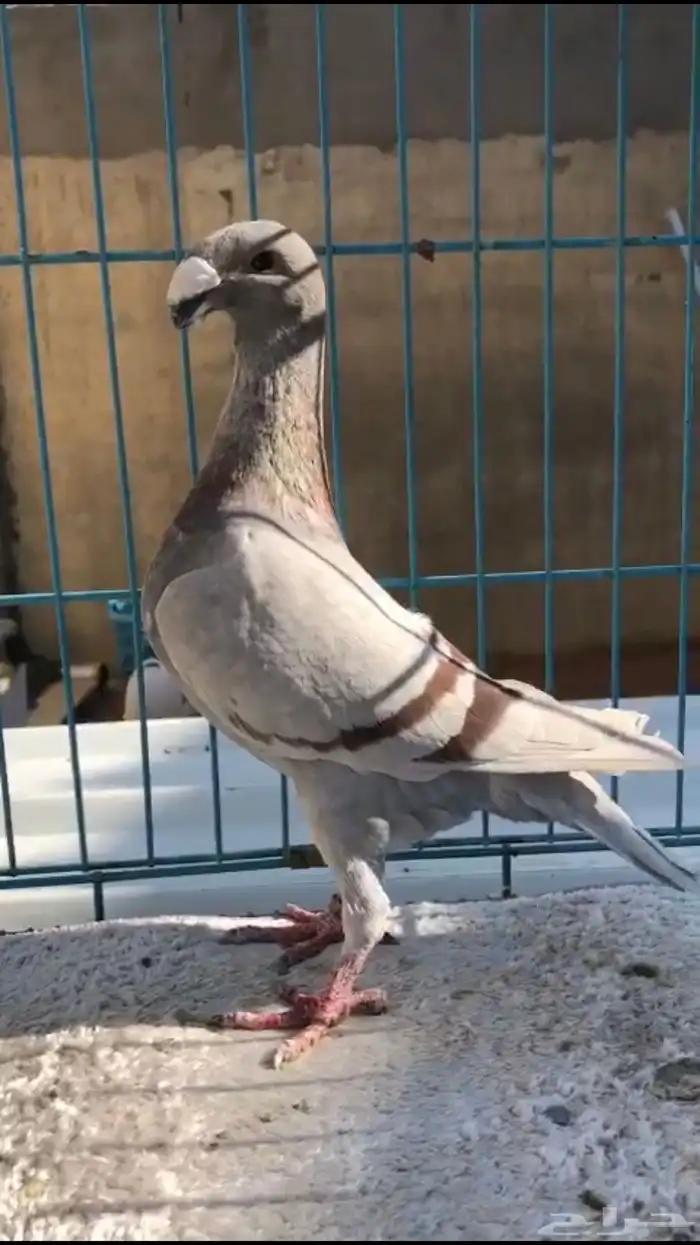 حمام هومر انثى 1