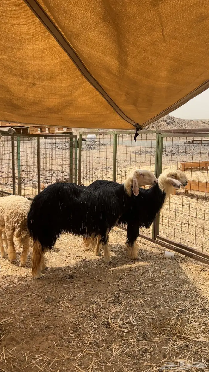 رخال نجد صنف الصنف مضاريع 0