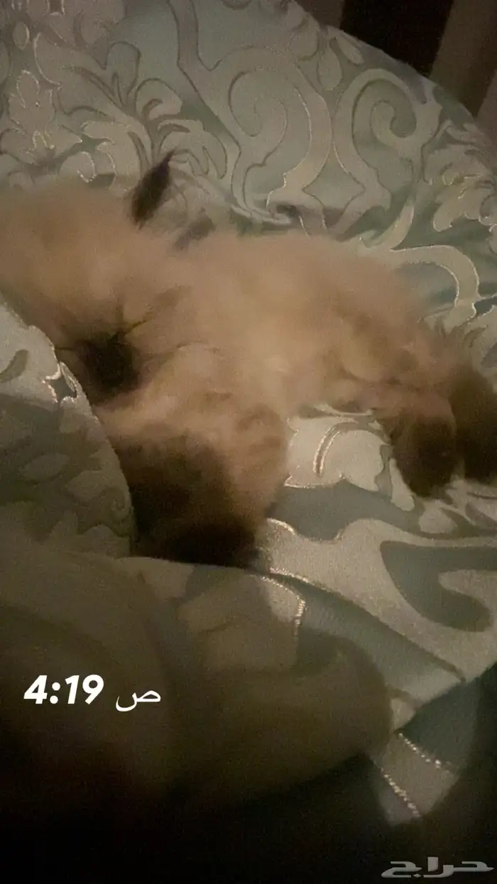 قطه 0