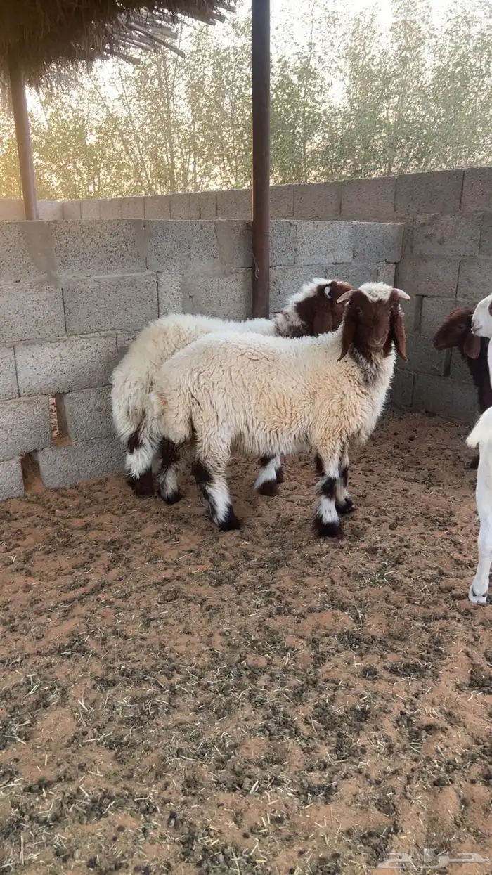 ذبايح نعيم 0