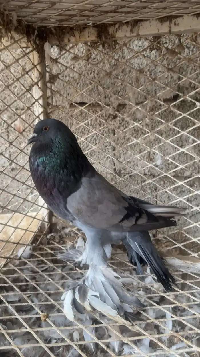 محاكر وحمام للبيع 2