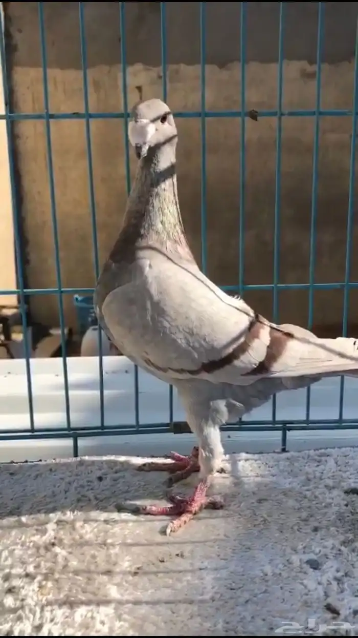 حمام هومر انثى 2