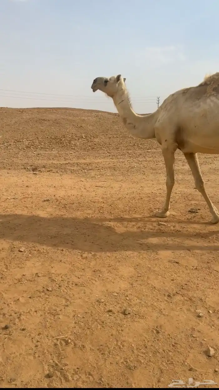 خلفه وظروبه لبيع 0