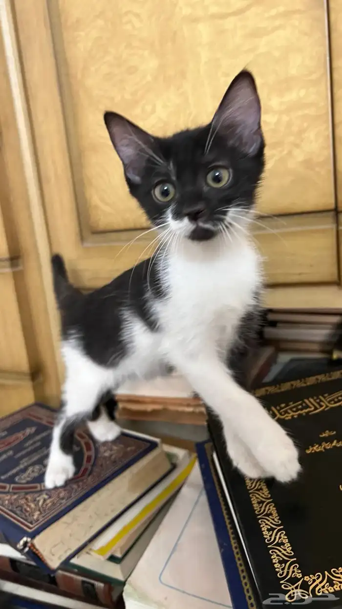 كتن للتبني 0