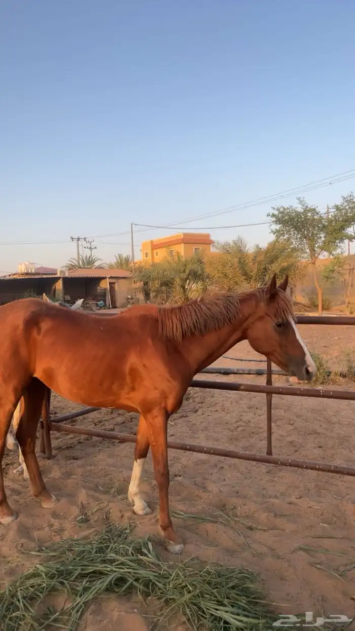 خيل 9