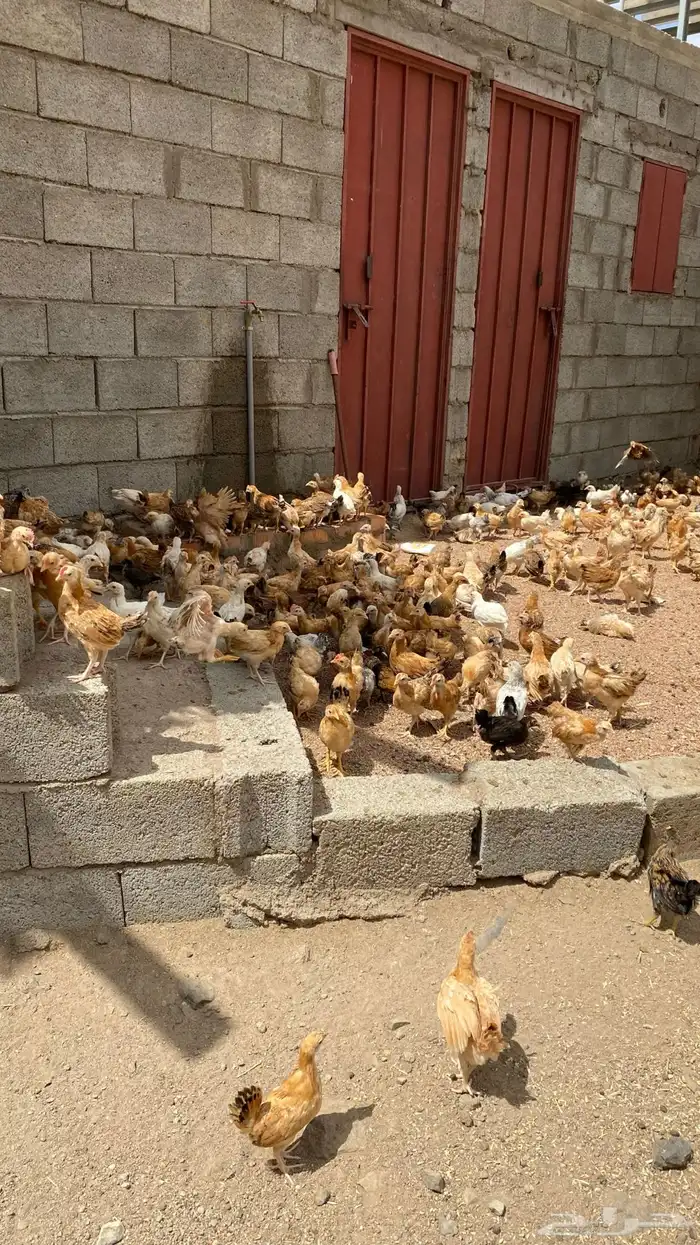 دجاج بلدي 4