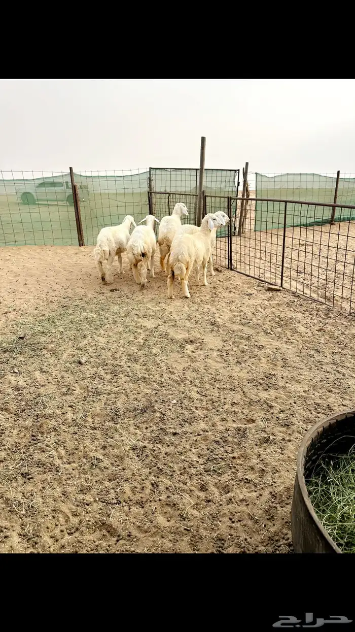 طليان ورخال حرية ذبايح 1