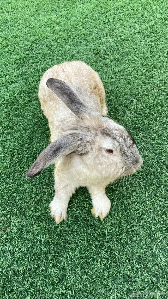 ذكر ارانب فلاندر (تم للبيع) 1