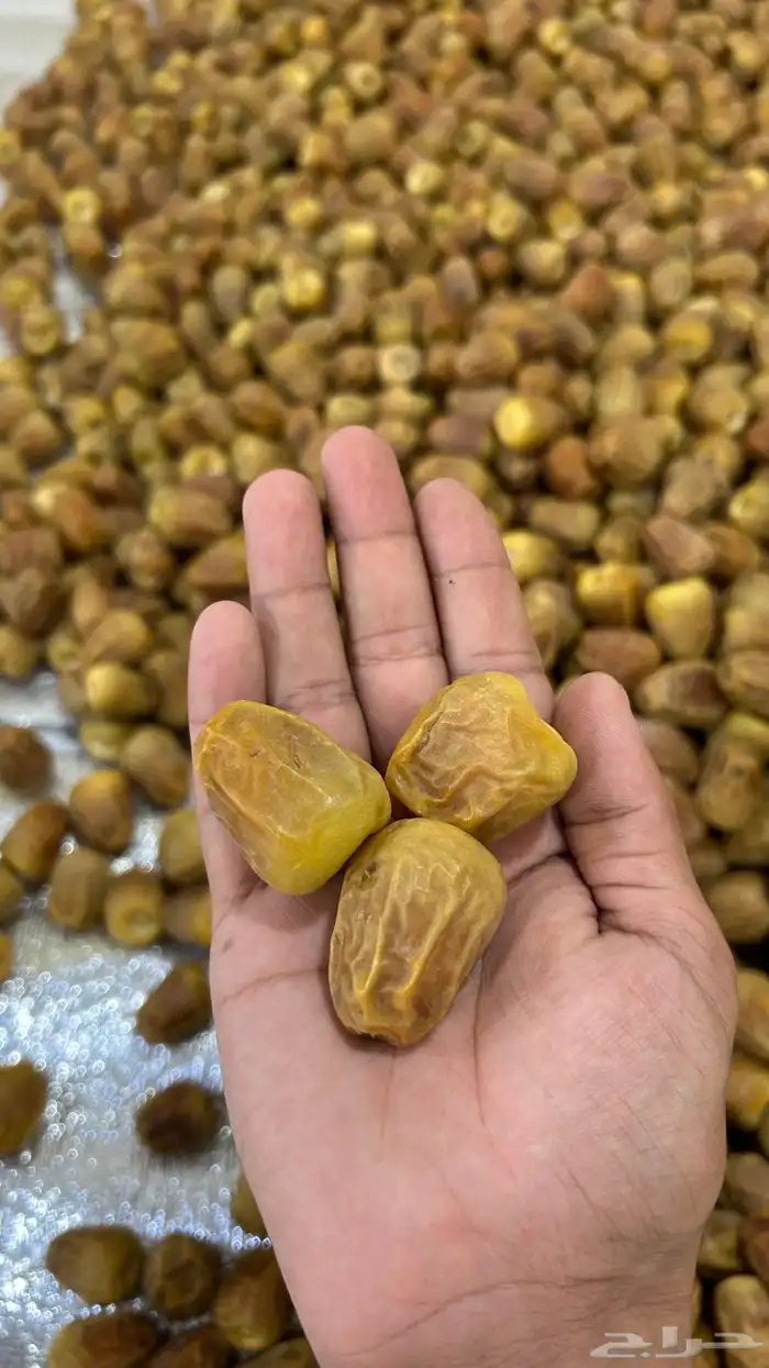 تمور العقيلات 1