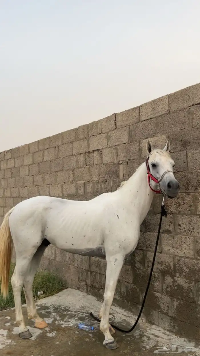 حصان خيل 0