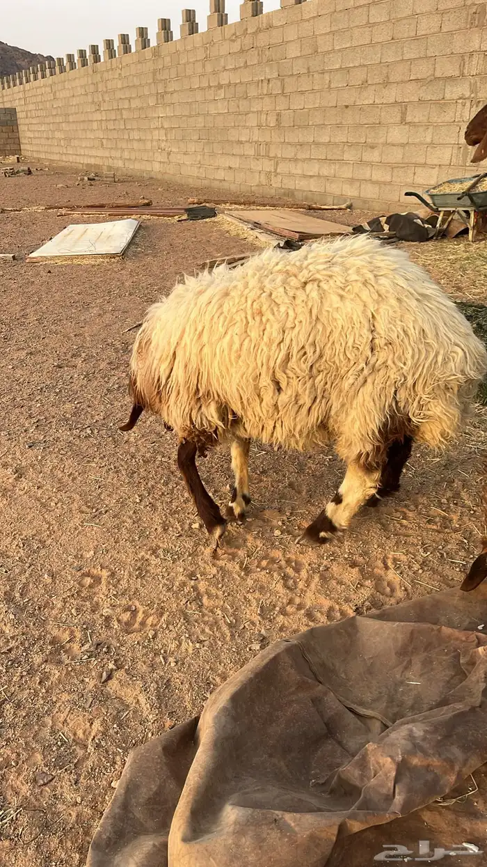 جذعات نعيم العدد 7مشروطه عن جميع العذريب 5