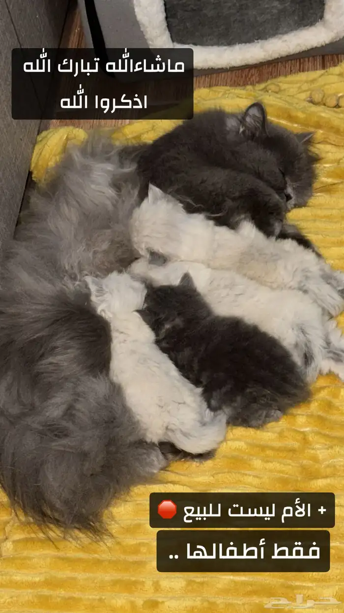 قطط 4 للحجز من أم شيرازية مميزة و أب سكوتش ستريت 3