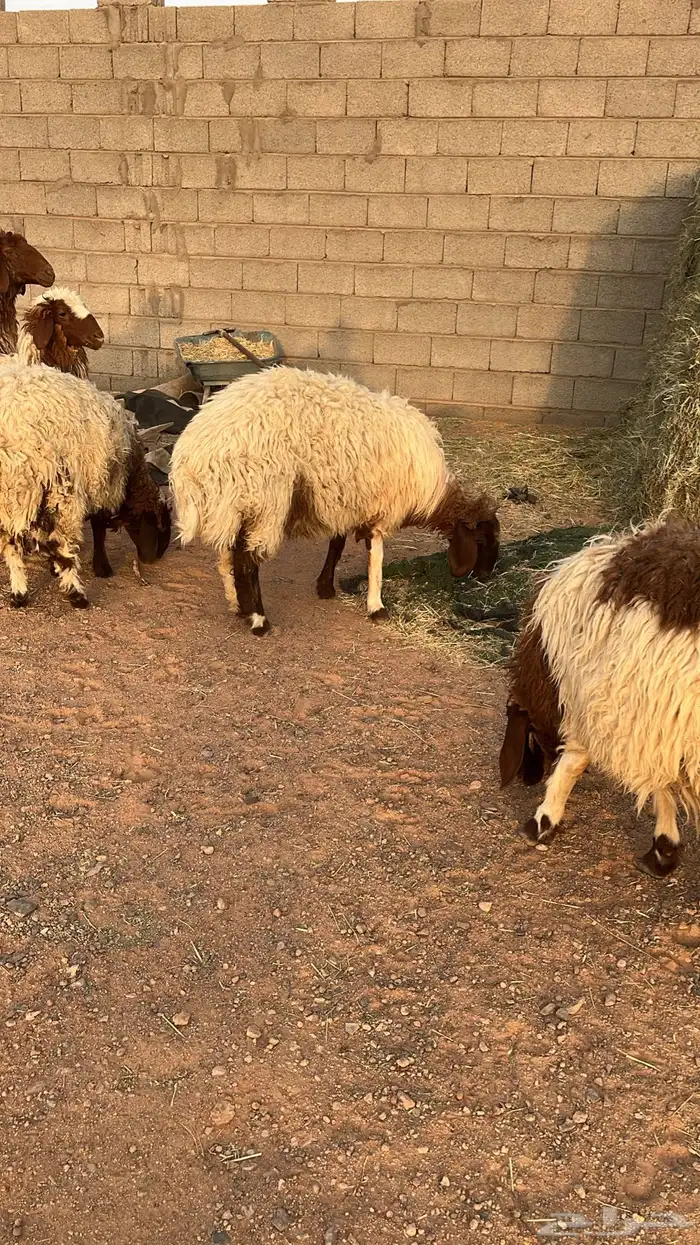جذعات نعيم العدد 7مشروطه عن جميع العذريب 3