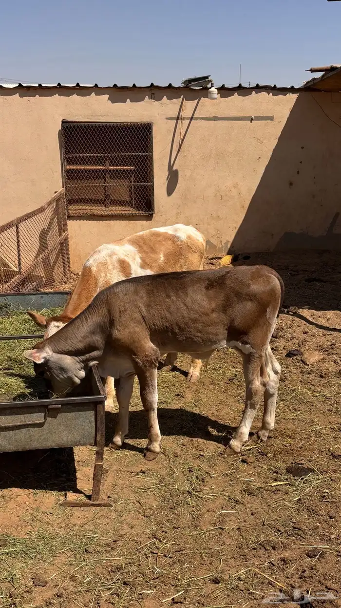 ذبائح بتقسيط على 4 او 5 شهور 3