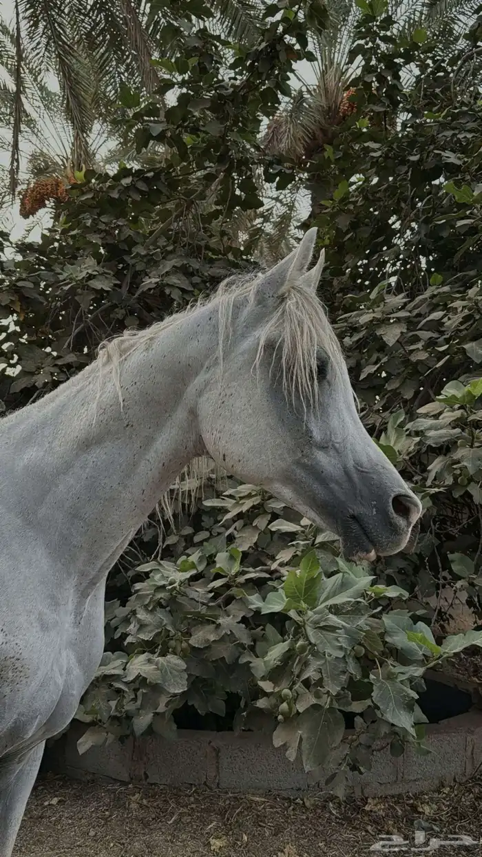 حصان شعبي للبيع 5