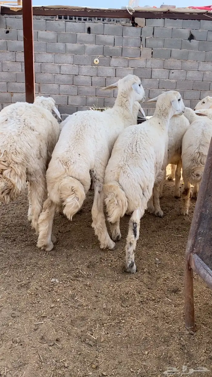 طليان حري ذبايح جبره وتيوس طيبه 3
