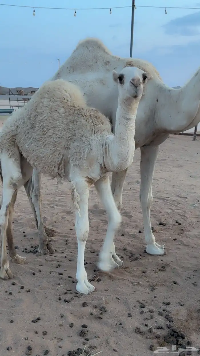 للبيع خلفه 5