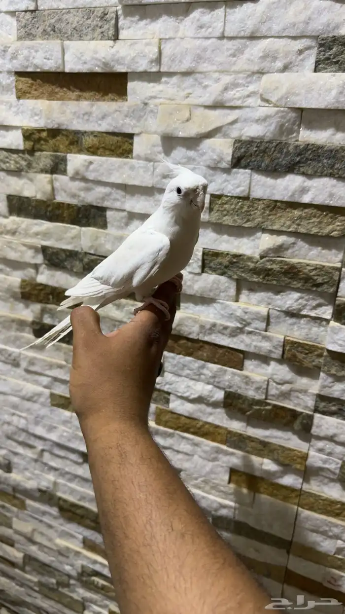 كروان البينو اليف ومتكلم .تم البيع 0