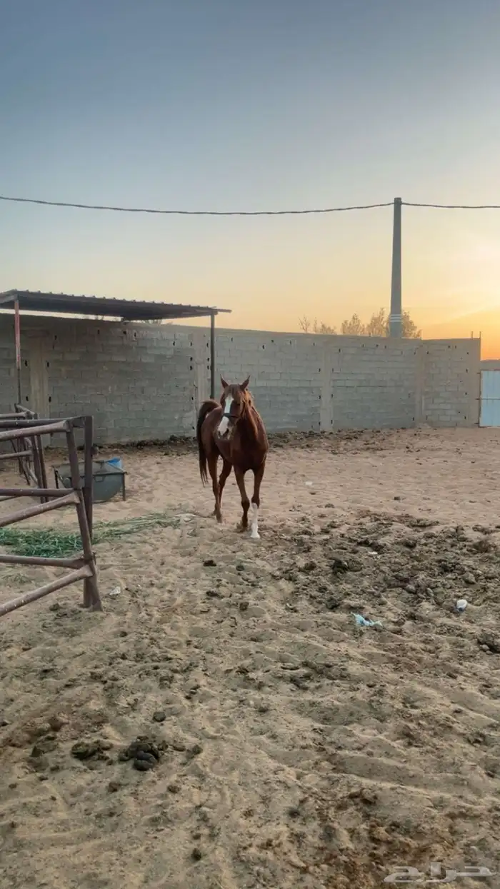 خيل 1
