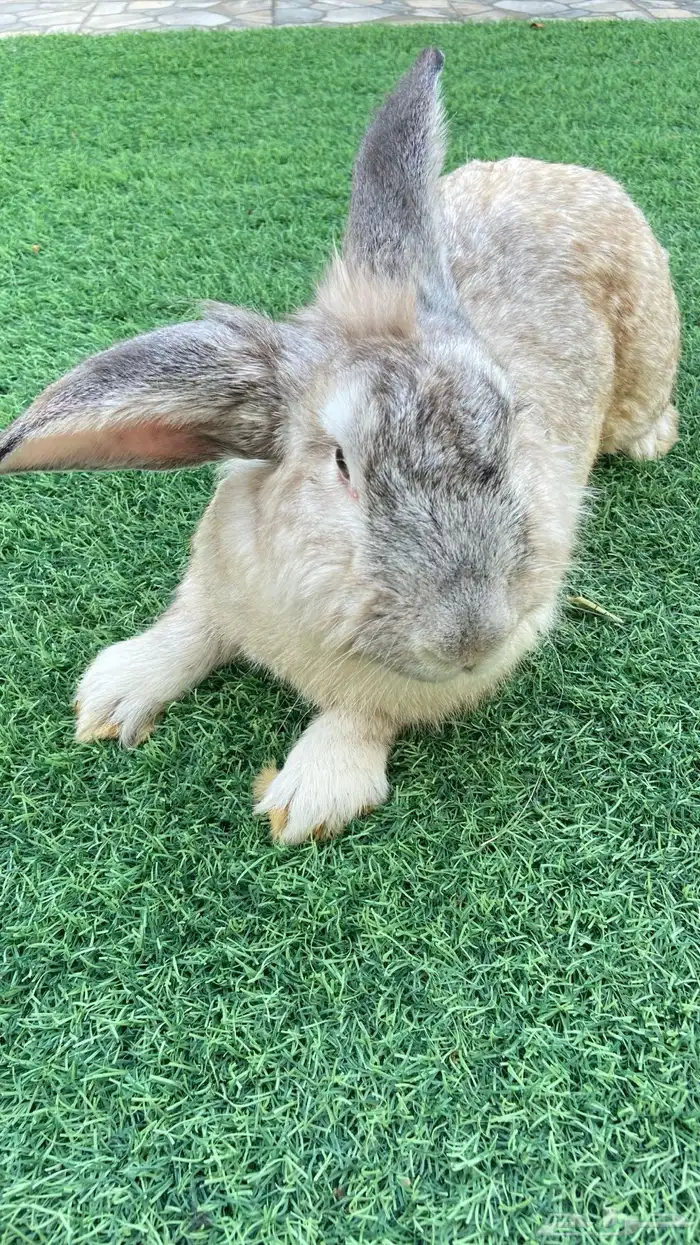 ذكر ارانب فلاندر (تم للبيع) 2