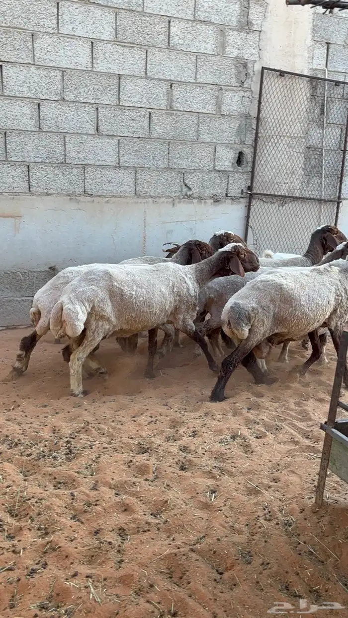 نعيم دفيع ب 1550 19