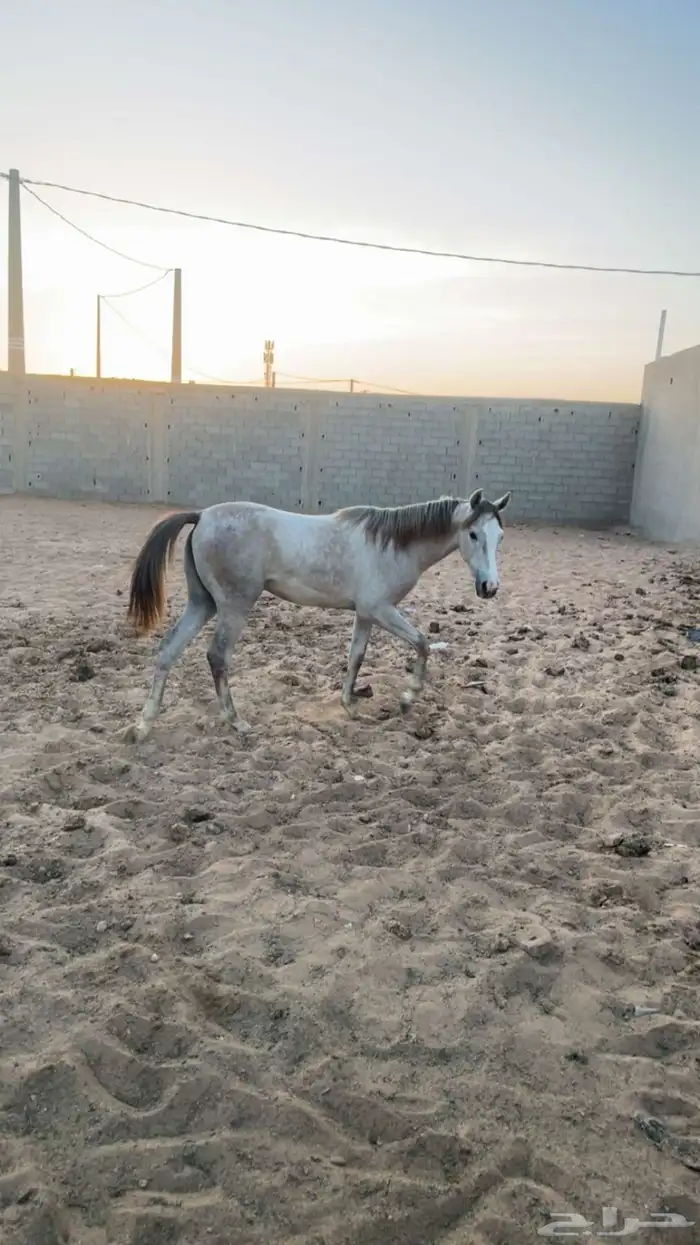 خيل 2