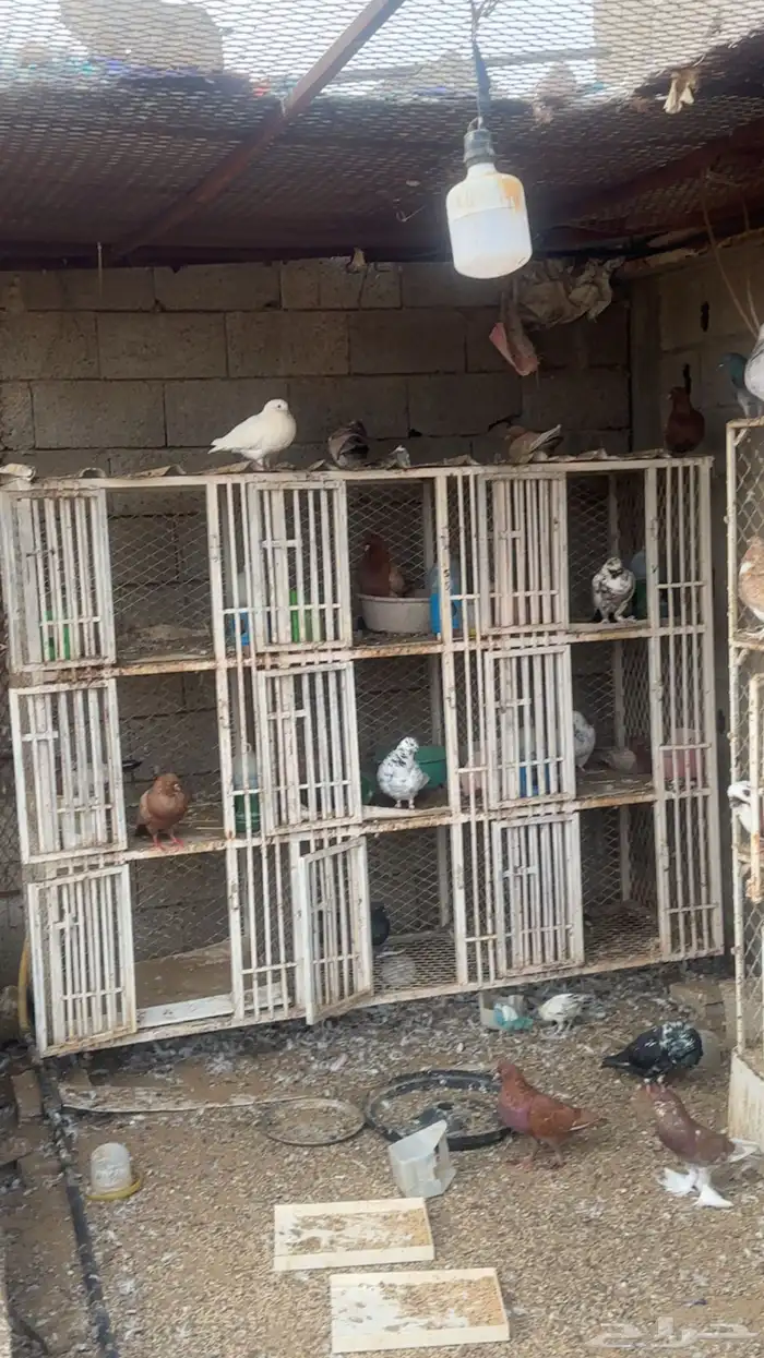 محاكر وحمام للبيع 1