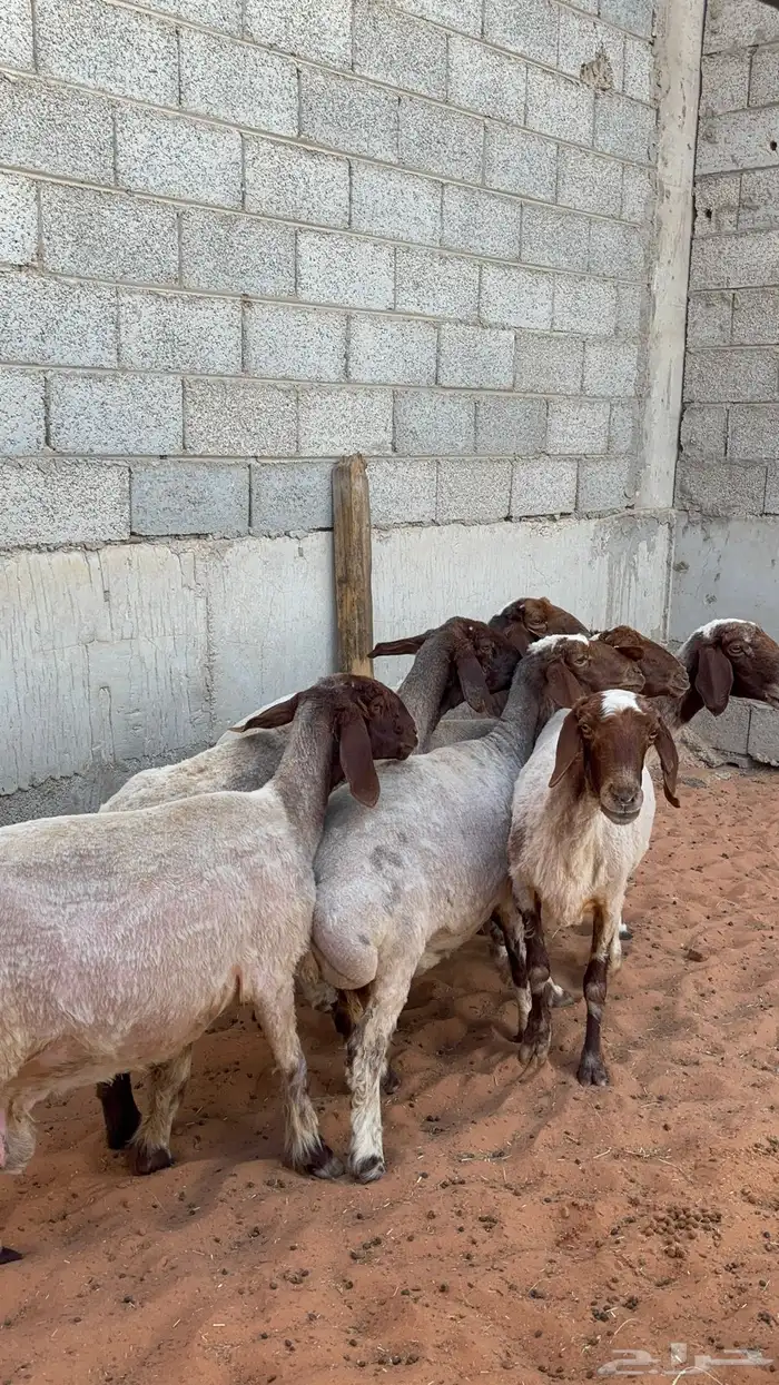 نعيم دفيع ب 1550 14