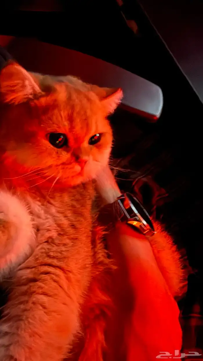 قط سكوتش ستريت بيور للبيع 0