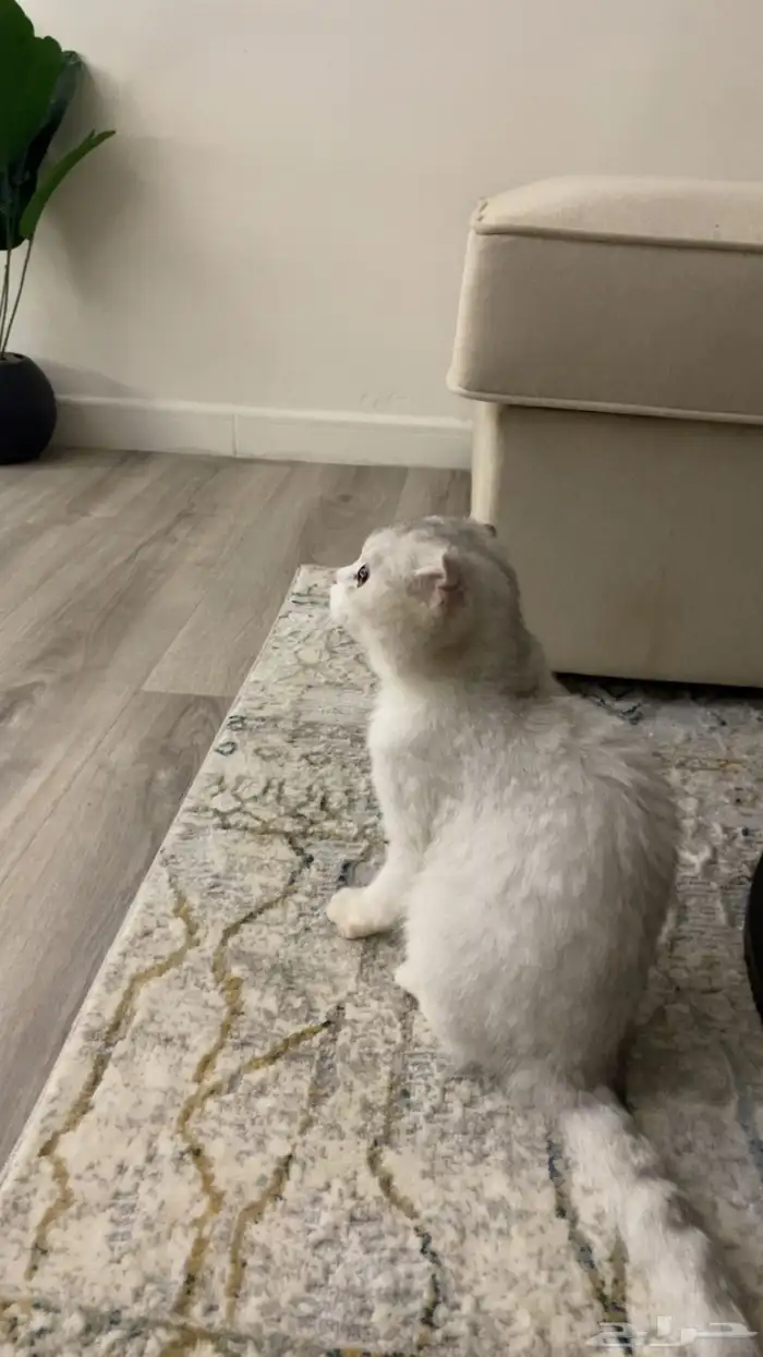 سكوتش فولد بسعر رمزي 1