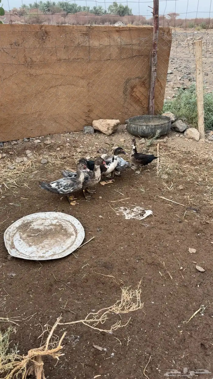 بط بلدي 1