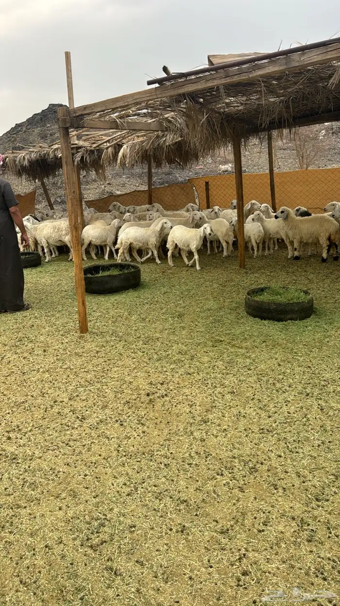 رخال وضان بفحلها 0