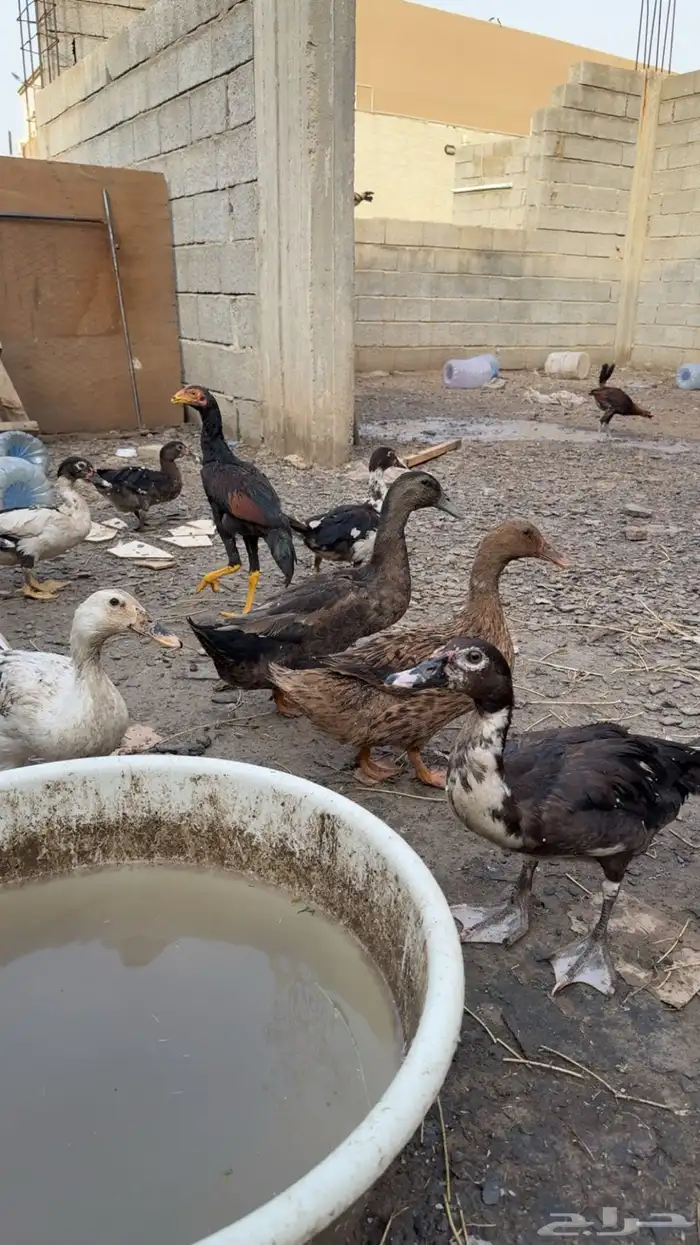 بط بلدي 4