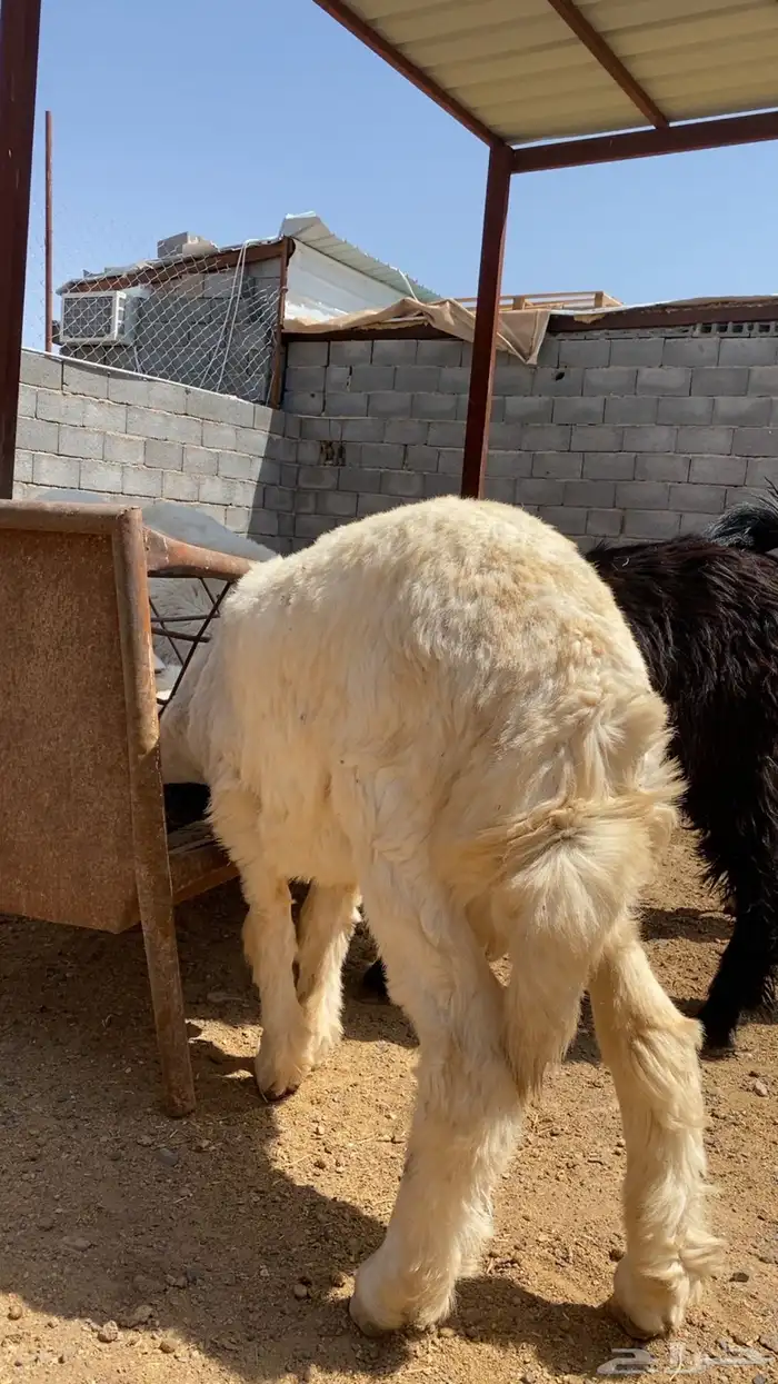 طليان حري ذبايح جبره وتيوس طيبه 1