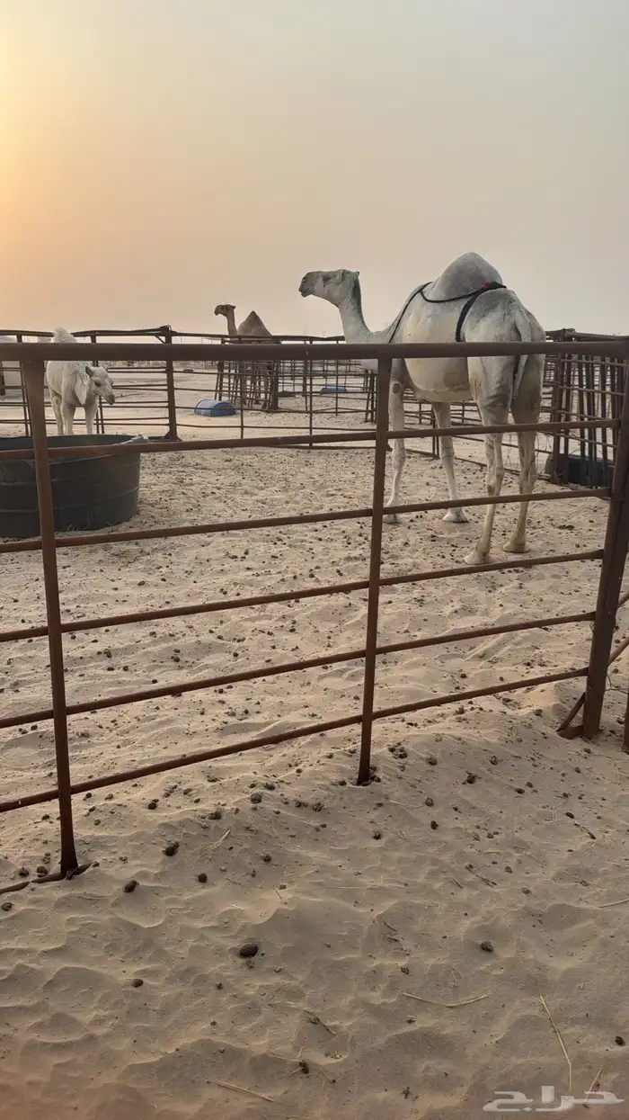 عشرا رمانيه تحتها قعود ثنوها سومها 12 الف 0