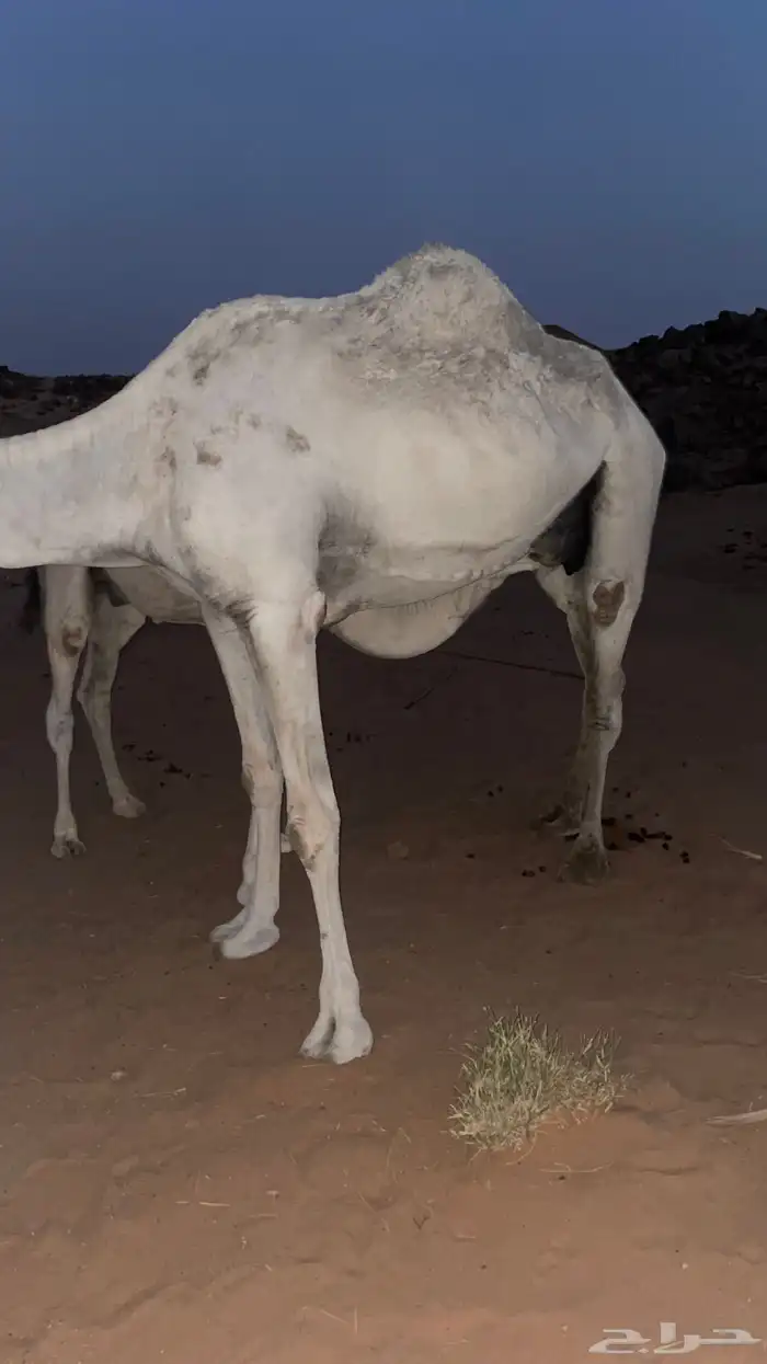 للبيع عشرا 0