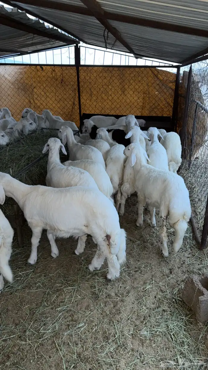 بهم للبيع 1