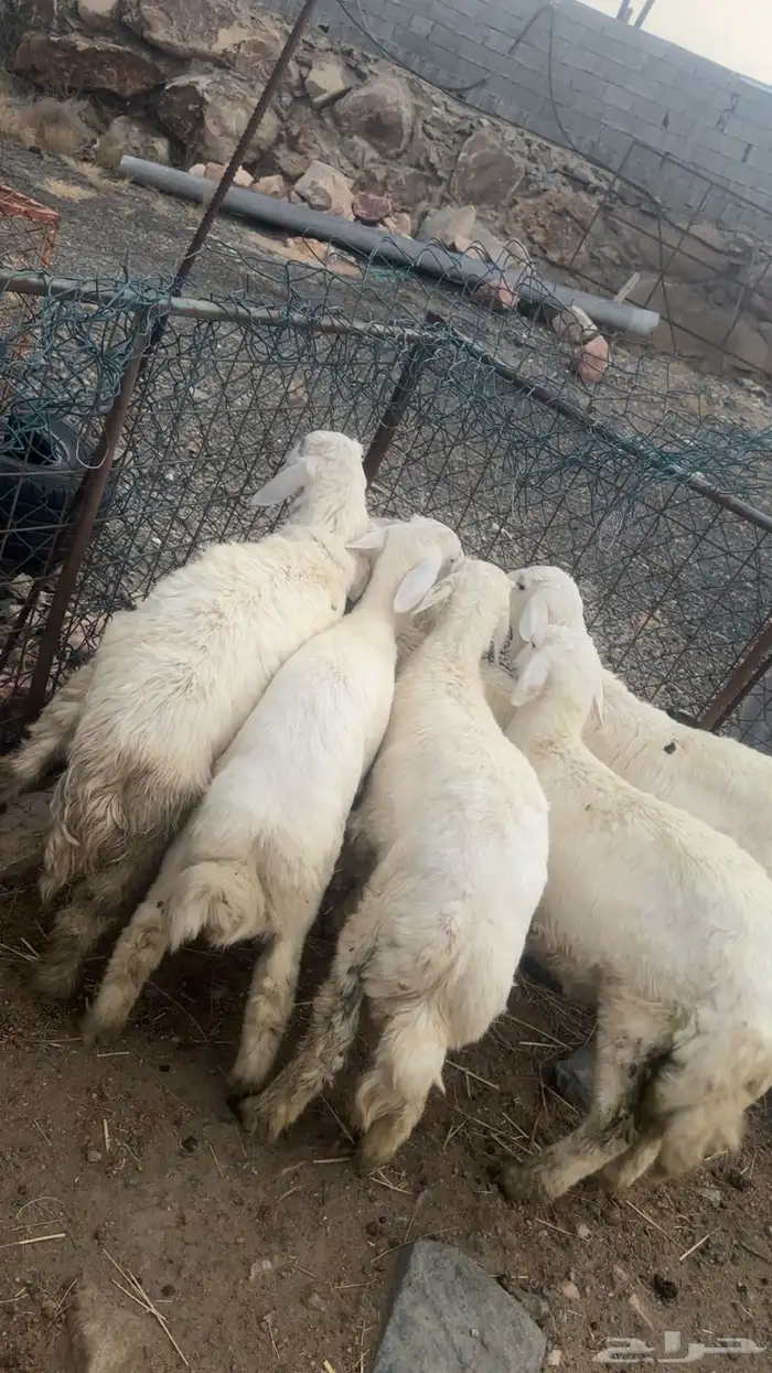 طليان ذبايح 2