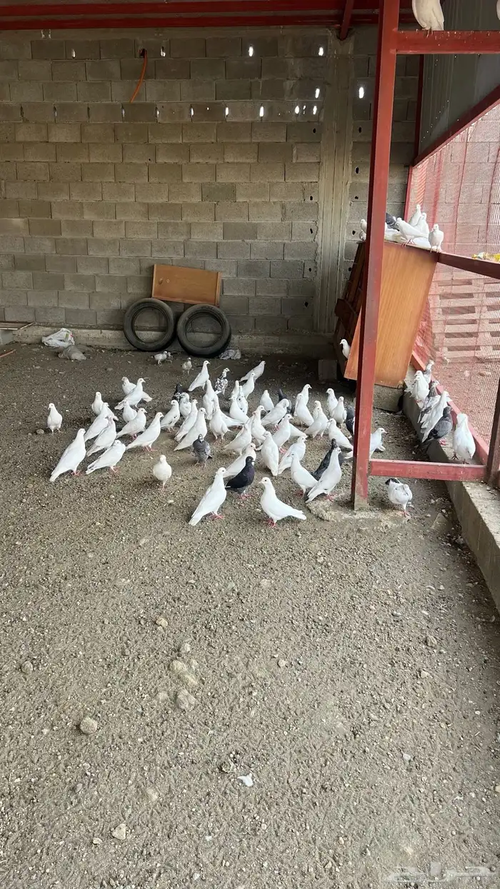 حمام مشكل للبيع 3