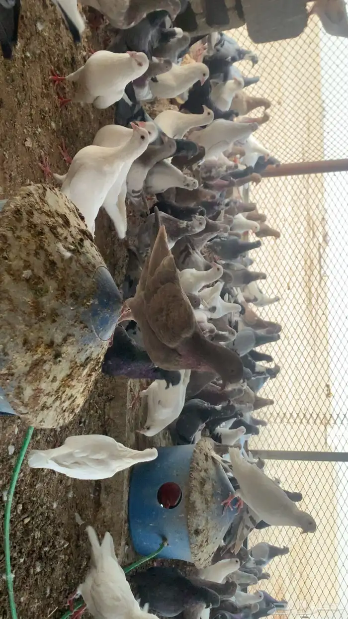 حمام للبيع .. . 0
