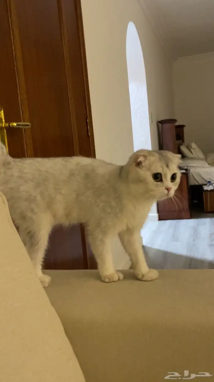سكوتش فولد بسعر رمزي 0