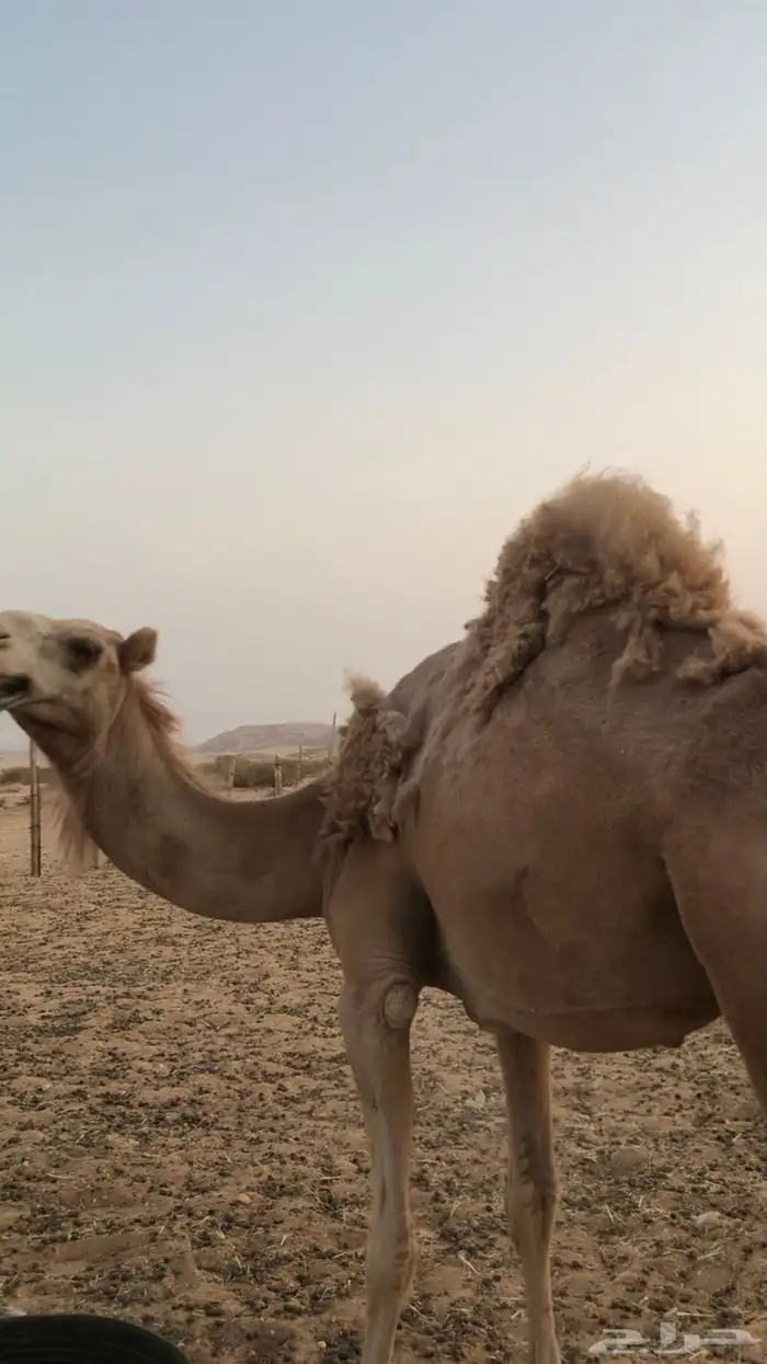 للبيع ناقة حائل مقفلة شحم 4
