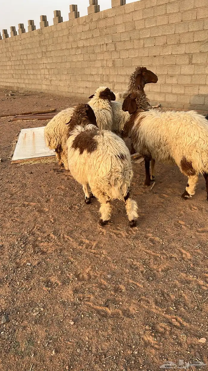 جذعات نعيم العدد 7مشروطه عن جميع العذريب 2