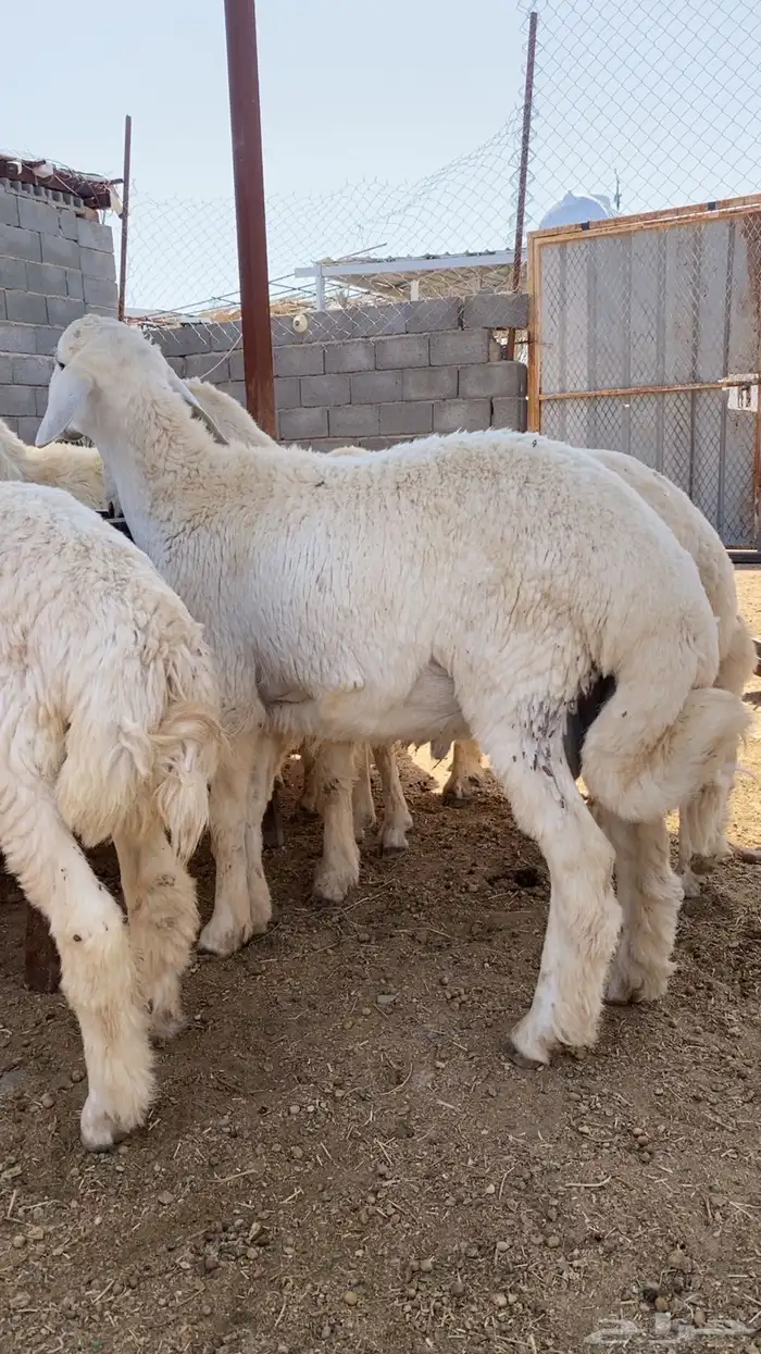 طليان حري ذبايح جبره وتيوس طيبه 0